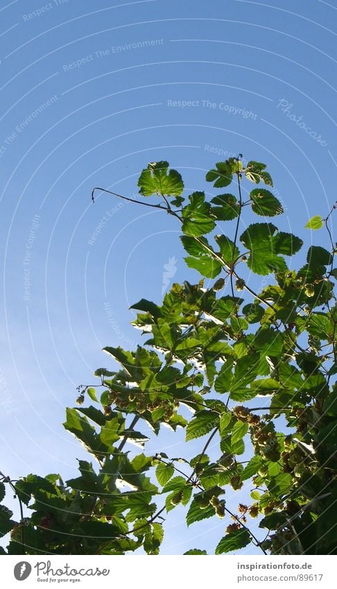 beer garden Hop Leaf Bushes Green Plant Sky Blue Branch sky view Twig Fruit