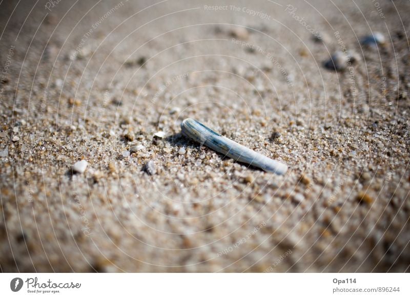 Shell II Environment Nature Plant Animal Summer Coast Beach North Sea Ocean Island Lie Wait "Loneliness by oneself Sand Sylt stones Oblong Mussel tart