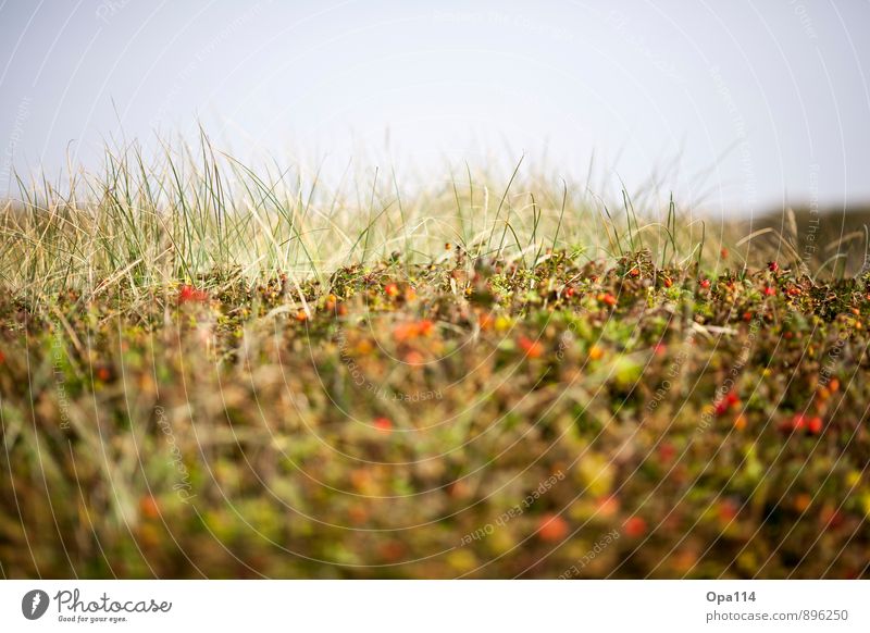 syltroses Environment Nature Landscape Plant Animal Sky Summer Weather Beautiful weather Grass Bushes Leaf Blossom Foliage plant Agricultural crop Coast Beach