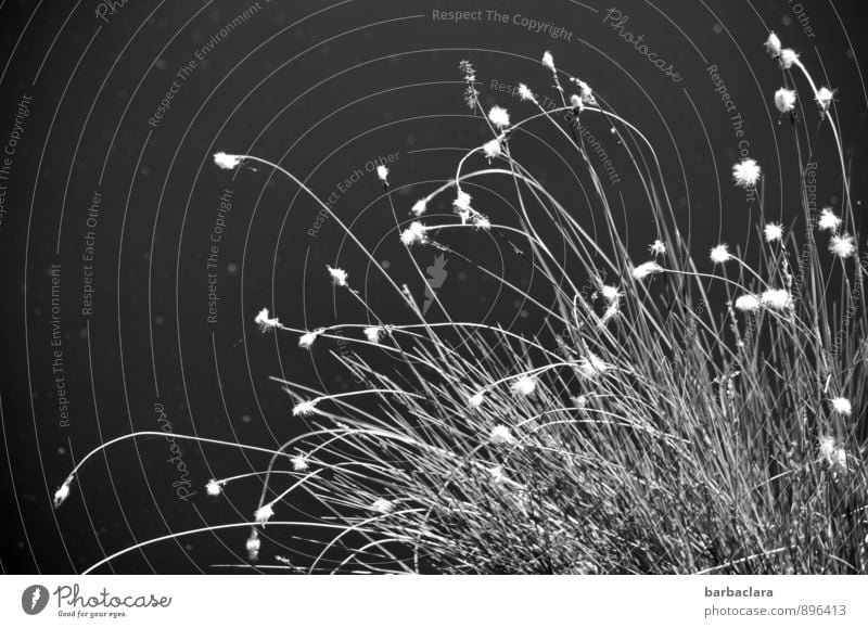 Lights in the moor Environment Nature Water Plant Grass Cotton grass Lakeside Bog Marsh Line Point Illuminate Dark Bright Esthetic Movement Mysterious Senses