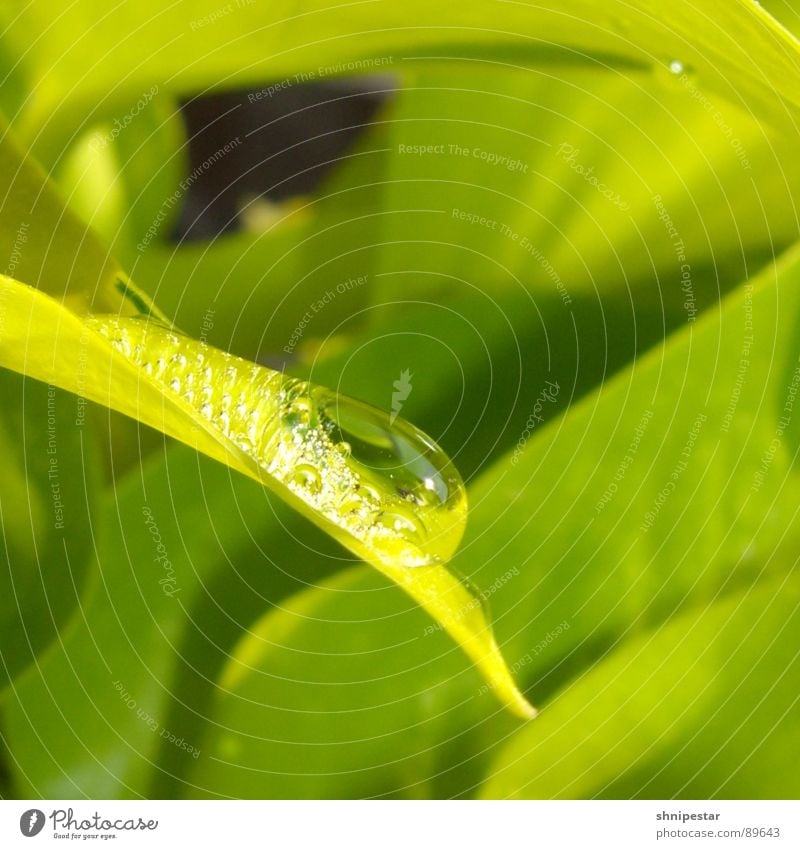 square of the sheet² Green Plant Calm Square Flow Tasty Blur Near Drop Wet Damp Macro (Extreme close-up) Close-up Spring Water Clarity Detail River Esthetic