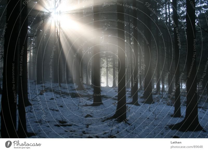 Light in the forest Forest Coniferous forest Tree Fog Dark Mystic Sunbeam Eerie Loneliness Black Forest Spring Winter left over Nature Lighting Beam of light