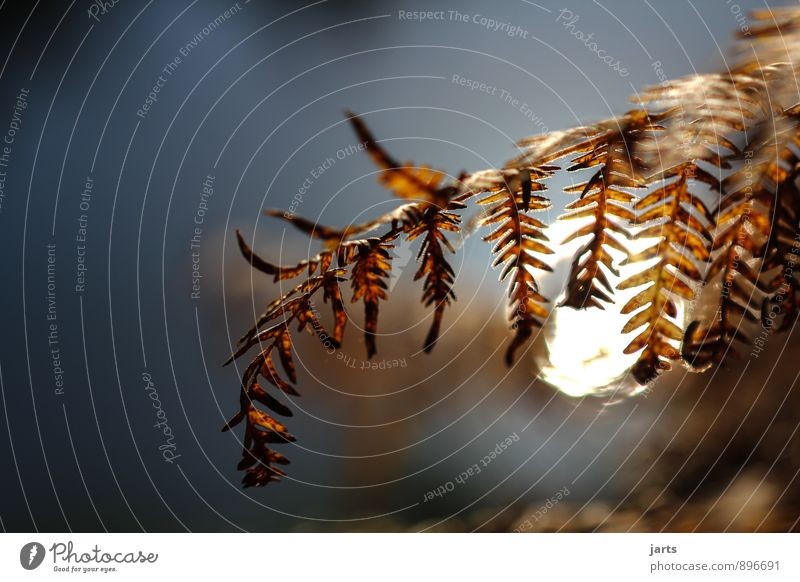 silent Nature Plant Autumn Fern Wild plant Natural Serene Calm Idyll Colour photo Exterior shot Close-up Detail Deserted Copy Space top Copy Space bottom Day