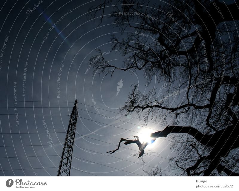 tenderness Tree Branched Plant Electricity pylon Cable Clouds Long Back-light Silhouette Dark Threat Storm Natural phenomenon Twilight Night Sunbeam Muddled