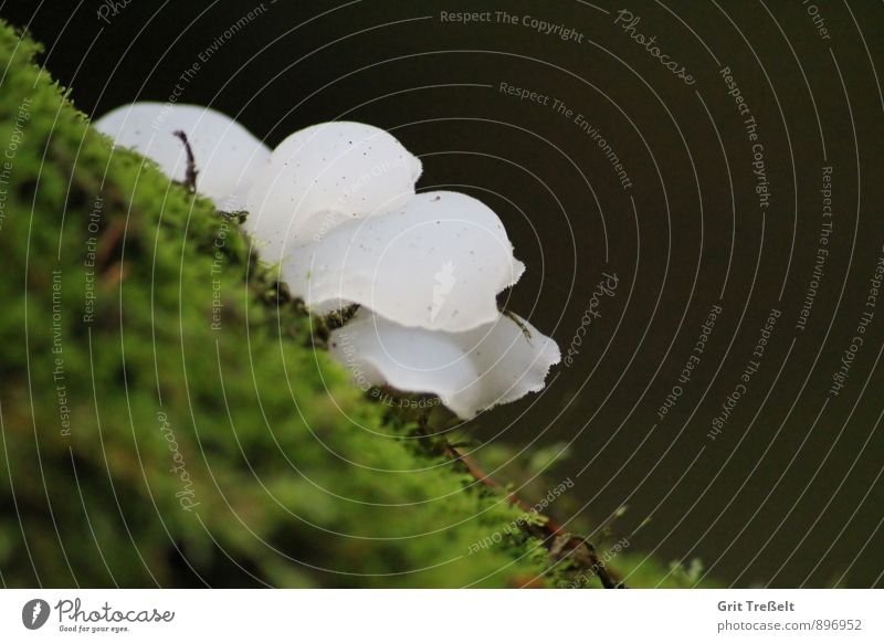 Pseudohydnum gelatinosum (ice mushroom) Food mushrooms Organic produce Vegetarian diet Environment Nature Autumn Moss Discover Looking Green White Colour photo