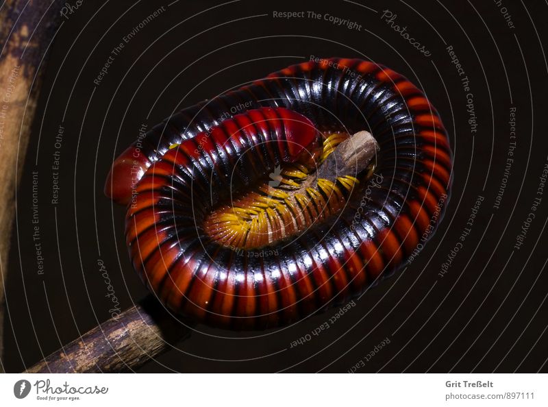 Tropical millipede Pet millipedes Movement Crawl Yellow Red Black Colour photo Interior shot Day Artificial light Flash photo