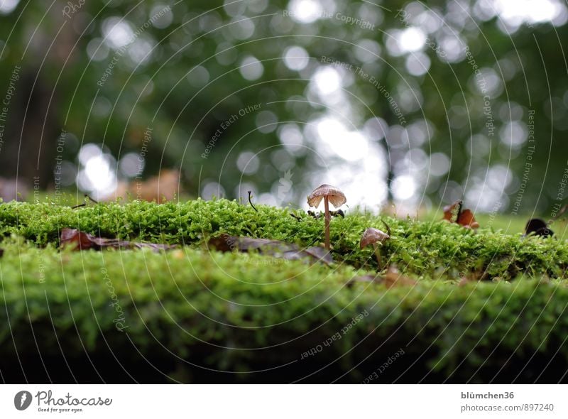 Back in the fall. Nature Autumn Plant Moss Mushroom Mushroom cap Carpet of moss Forest Stand Growth Small Delicious Natural Beautiful Brown Green Food Nutrition