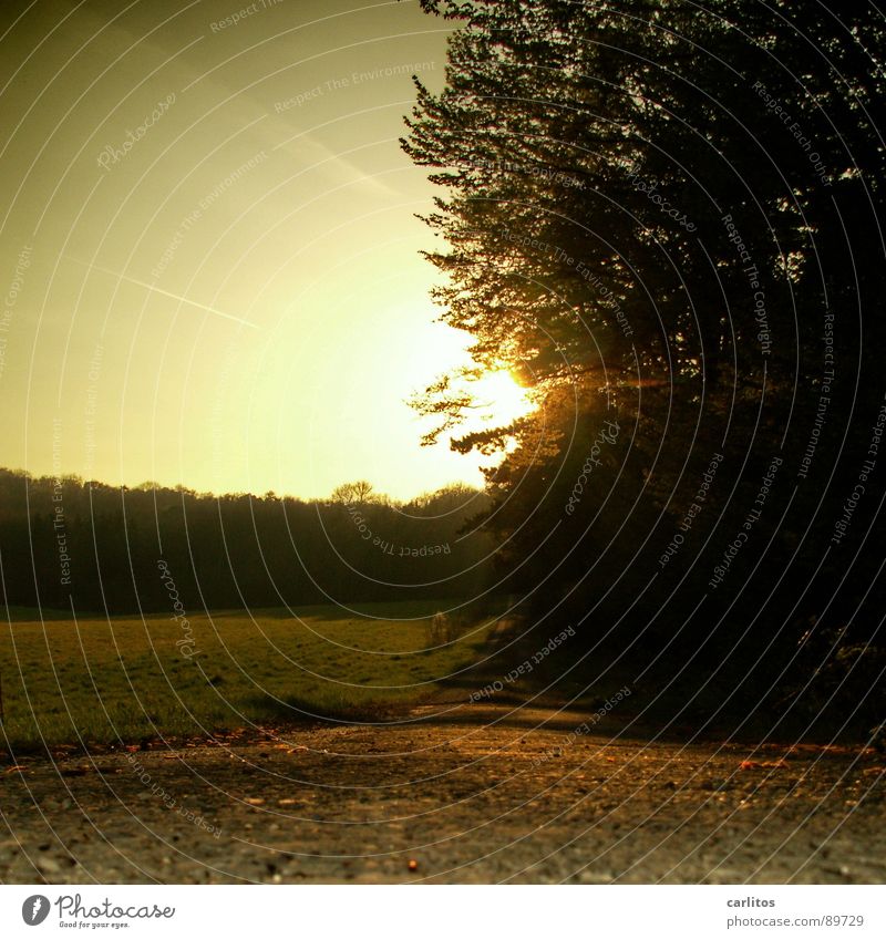 In the forest there are the robbers Footpath Edge of the forest Tree Awareness Sunset Calm Relaxation Break Back-light Dazzle Spring The way to light Peace