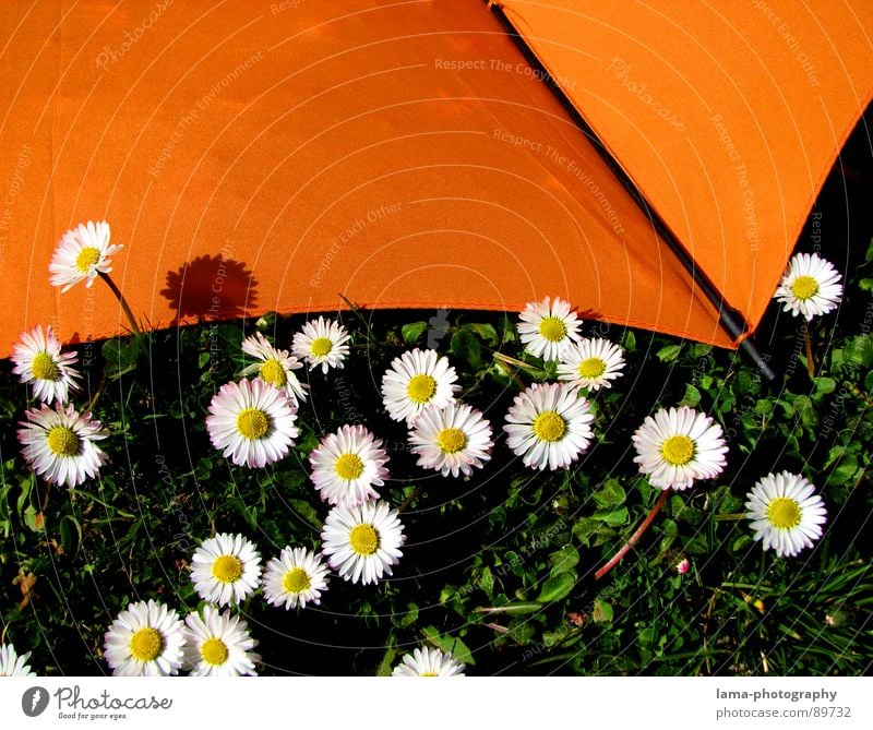 Umbrella meets Daisy Cloppenburg Sunshade Storm Clouds Grass Blade of grass Meadow Field Green Spring Summer Relaxation Sunbathing Flower meadow Environment