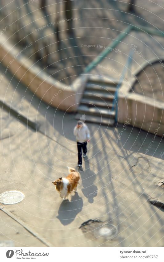 Dog and shadow Going Weekend Leisure and hobbies Air Collie Evening sun Miniature Bird's-eye view Flexible Relaxation To go for a walk Lassie fury Shadow