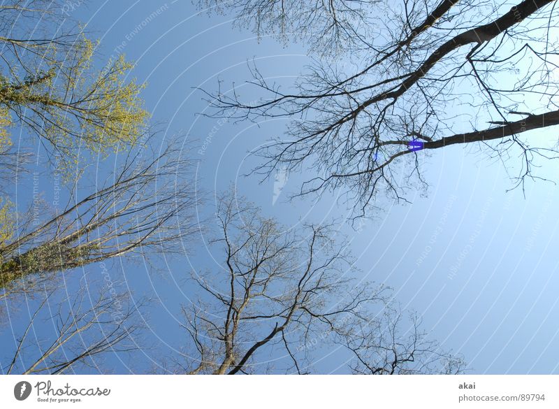 Heaven on earth 10 Sky Coniferous trees Forest Sky blue Geometry Deciduous tree Perspective Coniferous forest Deciduous forest Glade Paradise Clearing Calm