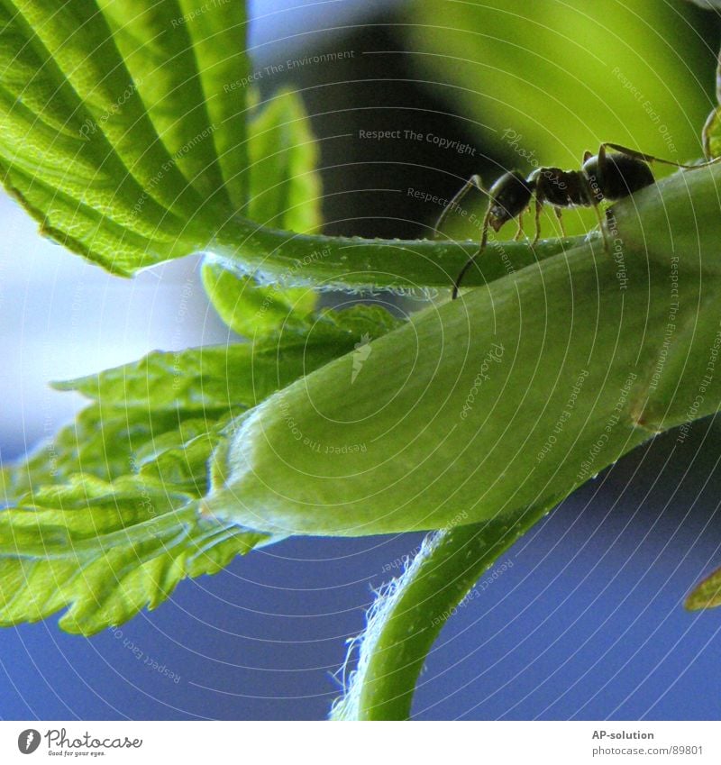 ant Ant Waldameise Animal Crawl Insect Small Diminutive Black Pests Diligent Work and employment Working man Green Nature Macro (Extreme close-up) Shorts