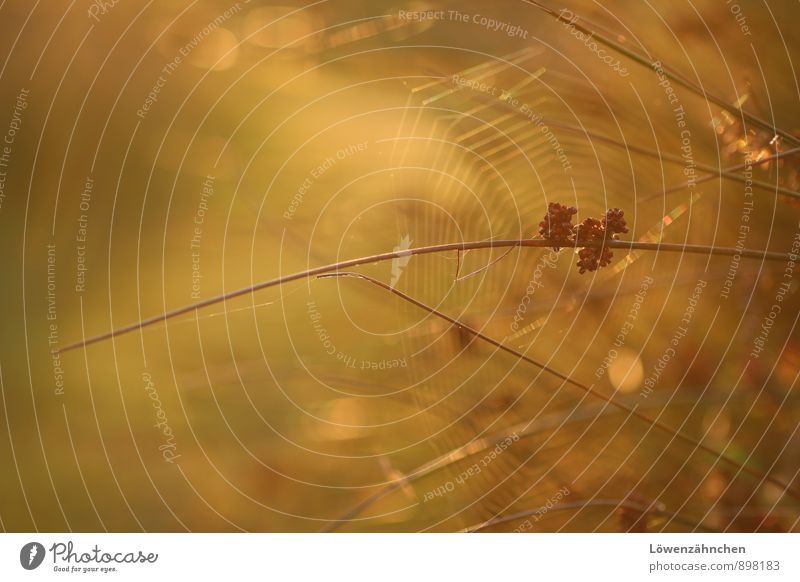 In the rushes Nature Sunlight Plant Juncus Spider's web Illuminate Natural Beautiful Warmth Brown Gold Green Warm-heartedness Calm Contentment Relaxation Idyll