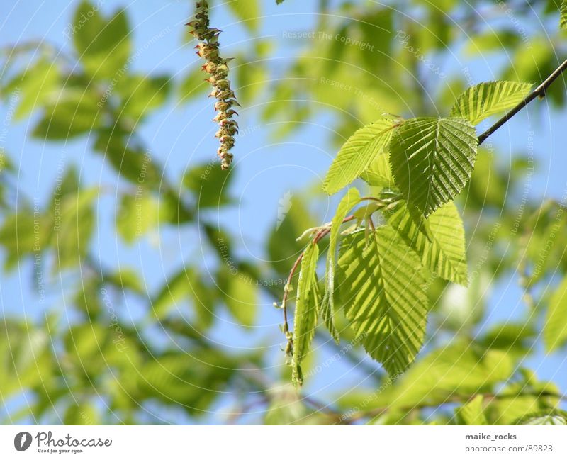 It greenens so green _1 Leaf Green Tree Spring Seasons Fresh Exterior shot Nature Colour Blue Branch Landscape Twig Life Plant