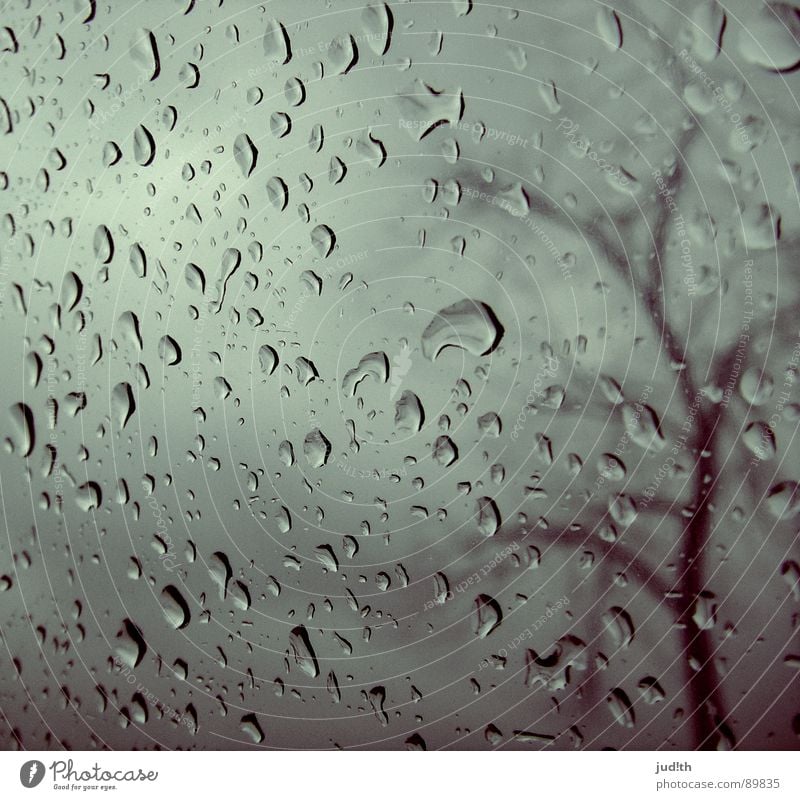 rain Rain Window Window pane Tree Autumn Gray Clouds Gray clouds Raincloud Wet Grief Loneliness Sky Water Distress Drops of water Glass Weather Sadness Branch