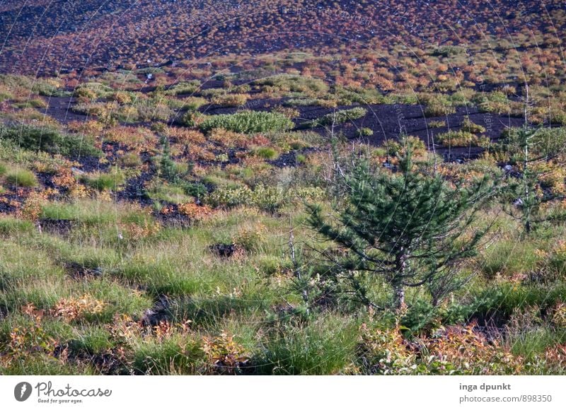 O Christmas tree Environment Nature Landscape Plant Autumn Climate Weather Tree Wild plant Hill Mountain Asia Honshu Japan Fujiyama Vacation & Travel Forest