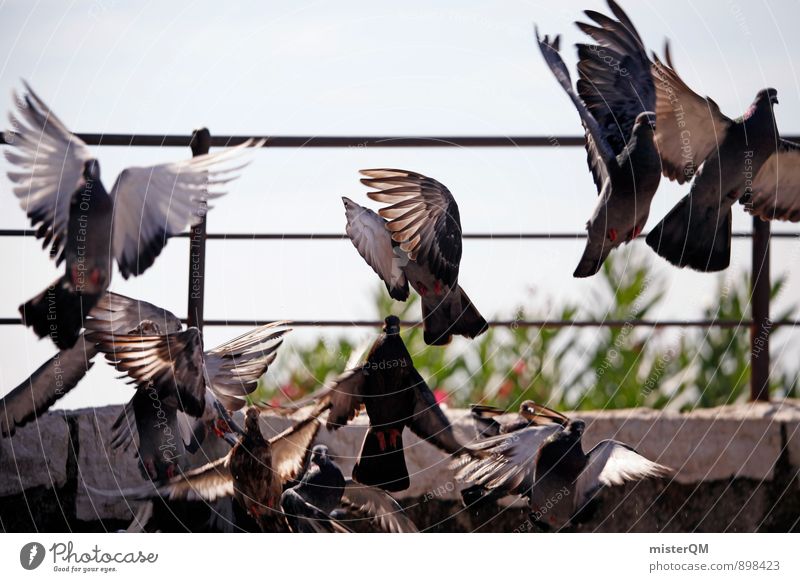 Away. Art Esthetic Flying Floating Pigeon Dovecote Dove gray Wing Escape Go up Bird Haste Panic Departure Colour photo Subdued colour Exterior shot Detail