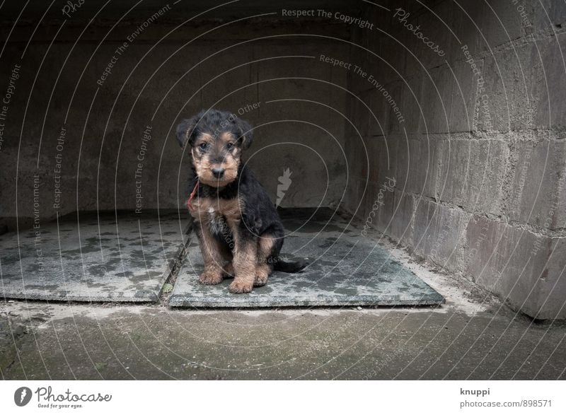 puppy Industrial plant Wall (barrier) Wall (building) Animal Pet Dog Pelt Paw Puppy 1 Baby animal Sit Dark Happiness Healthy Small Wet Feminine Brown Gray Red