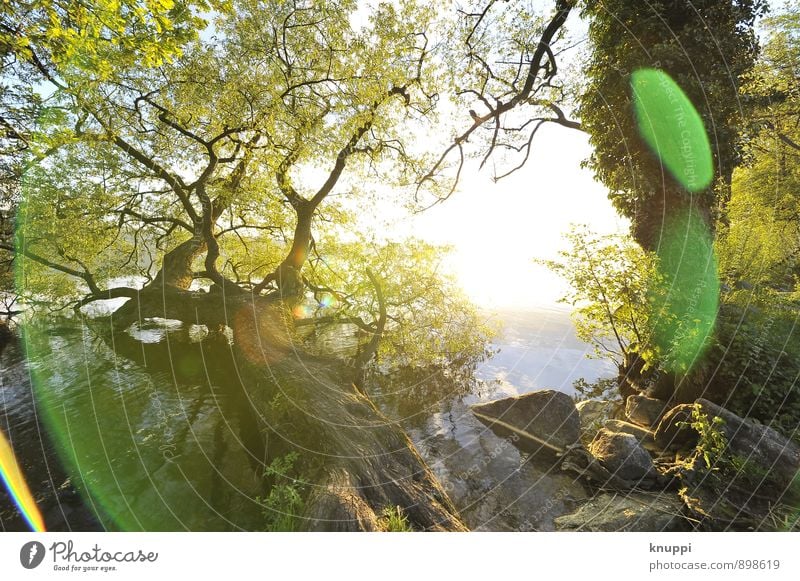 Golden Autumn Environment Nature Plant Water Sun Sunrise Sunset Sunlight Summer Beautiful weather Tree Bushes Ivy Leaf Wild plant Park Forest Lakeside Lie