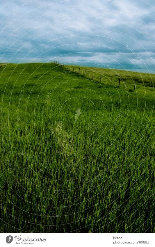 It's dark upstairs ... Upward Mountain meadow Clouds Slate blue Far-off places Leisure and hobbies Grass Gray Infinity Green Green space Blade of grass Slope