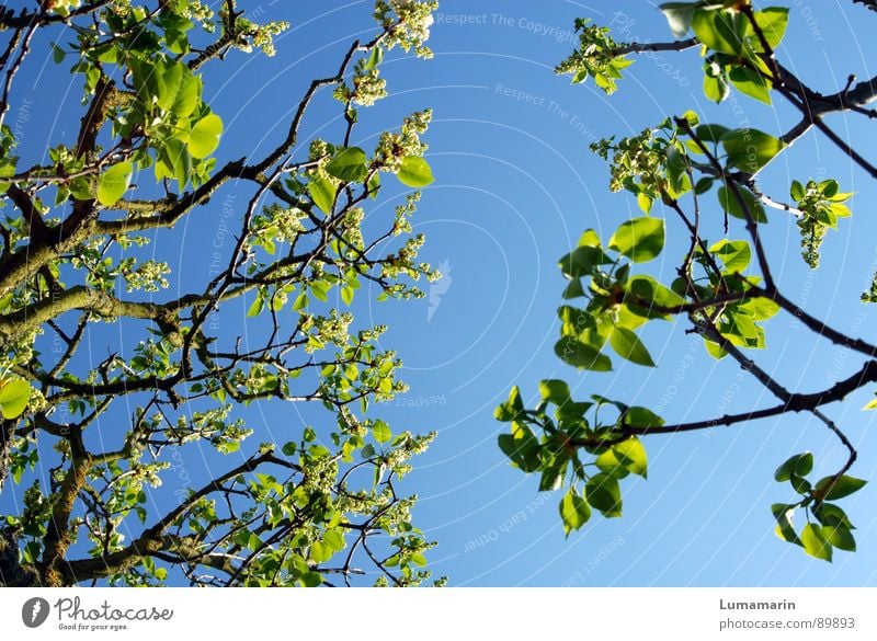 springtime nutrition Spring Tree Leaf Green Expel Growth Wake up Blossoming Empty Sky Twig Branch Blue forgather Vacation & Travel Near Gap Broken Remainder