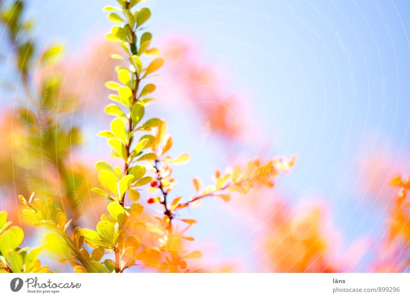 colour play Nature Sky Sunlight Autumn Plant Bushes Barberry Illuminate Multicoloured Change Shaft of light Bright Colouring Bright Colours Exterior shot