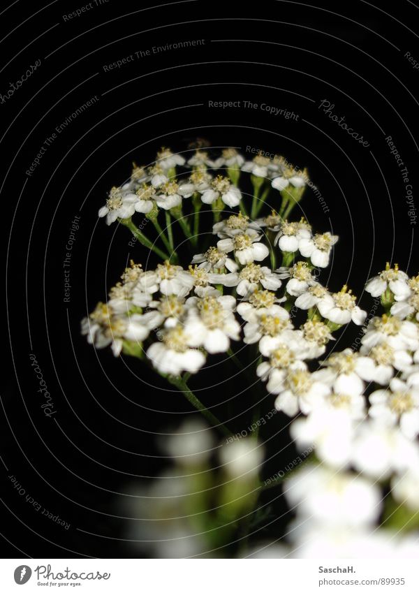 little flower Flower White Black Night Blossom Near Macro (Extreme close-up)