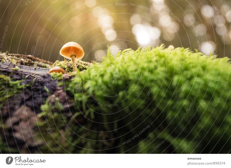 A little man stands in the forest Nature Landscape Plant Sunlight Autumn Climate Weather Rain Tree Moss Foliage plant Wild plant Exotic Forest Virgin forest