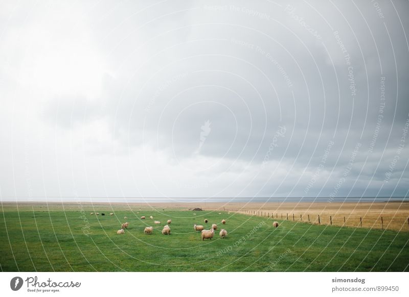 I'm in Iceland. Landscape Clouds Horizon Bad weather Animal Farm animal Group of animals Herd Green Flock Sheep Pasture Juicy sheep pasture Elapse