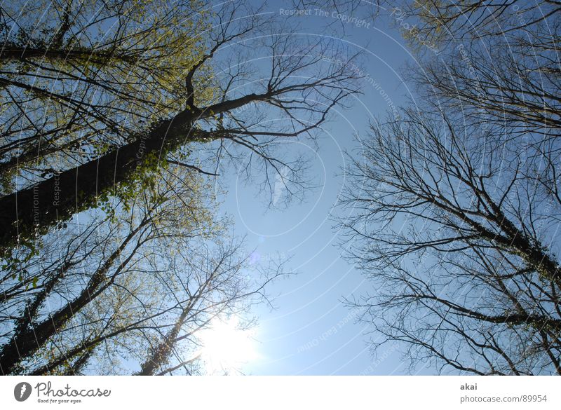 Heaven on earth 11 Sky Coniferous trees Forest Sky blue Geometry Deciduous tree Perspective Coniferous forest Deciduous forest Glade Paradise Clearing Calm