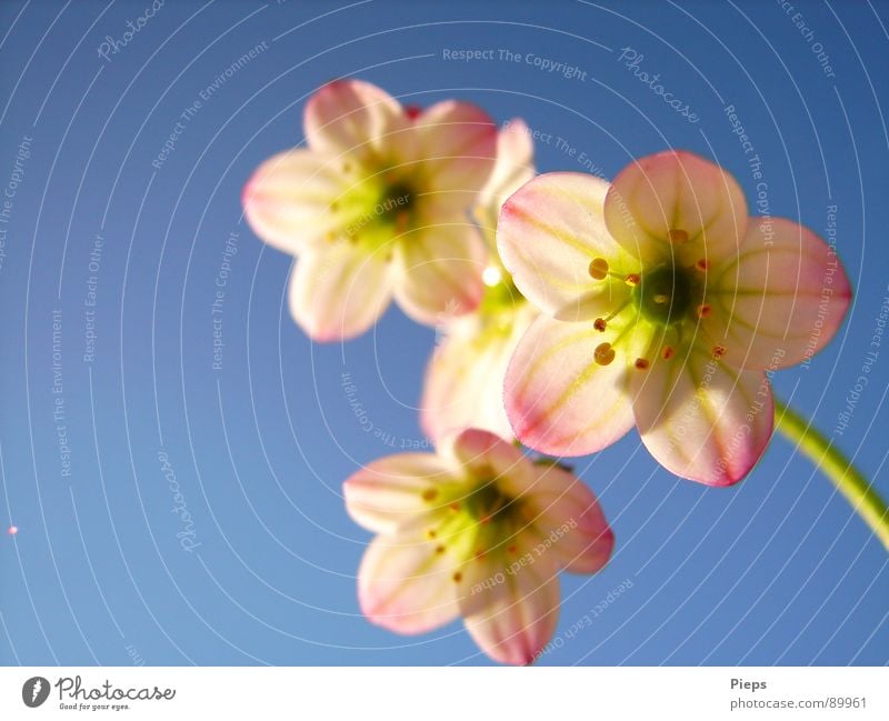 TinyTenderPink 2007 Colour photo Exterior shot Macro (Extreme close-up) Copy Space left Neutral Background Sunbeam Joy Garden Nature Sky Spring Flower Blossom