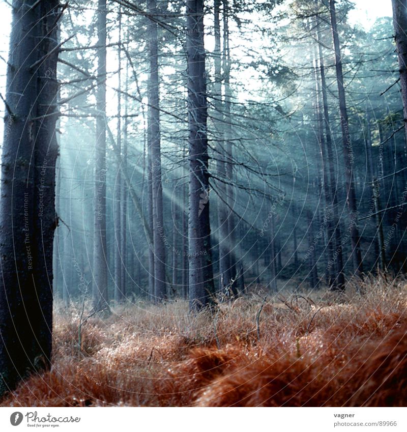 Autumn morning in the forest Forest Morning Grass Sun Lighting Nature Dawn