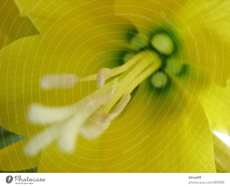 yellow blossom Blossom Yellow Worm's-eye view Bell Plant Dust Smoothness Unclear Detail Macro (Extreme close-up) Close-up Pistil fruiting body Pollen