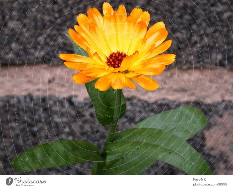 marigold Flower Yellow