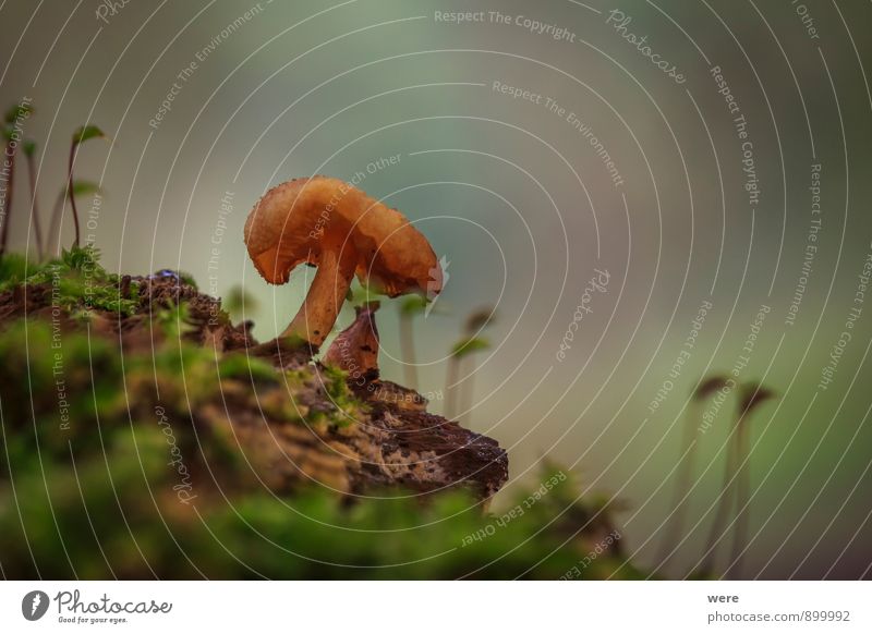 Little Prince Environment Nature Plant Mushroom Forest Colour photo Exterior shot Macro (Extreme close-up) Deserted