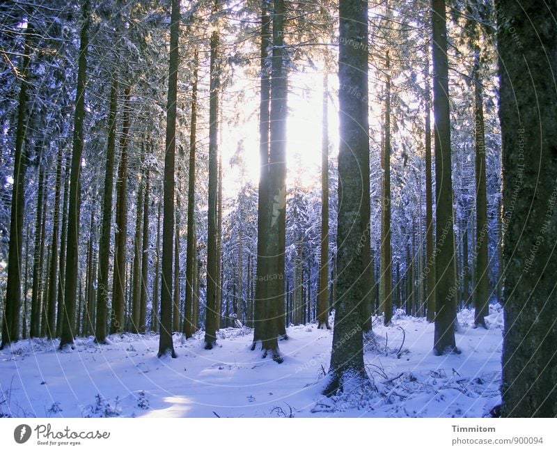 Any time of the year. Environment Nature Plant Sky Sun Sunlight Winter Weather Snow Tree Forest Bright Cold Black White Emotions Tree trunk Colour photo