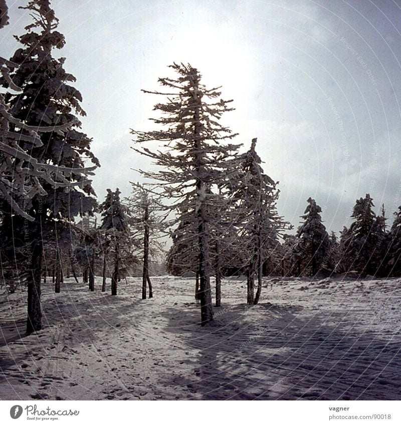 The forest is dying Winter Forest Tree Fog Acid rain Sun Snow Evening