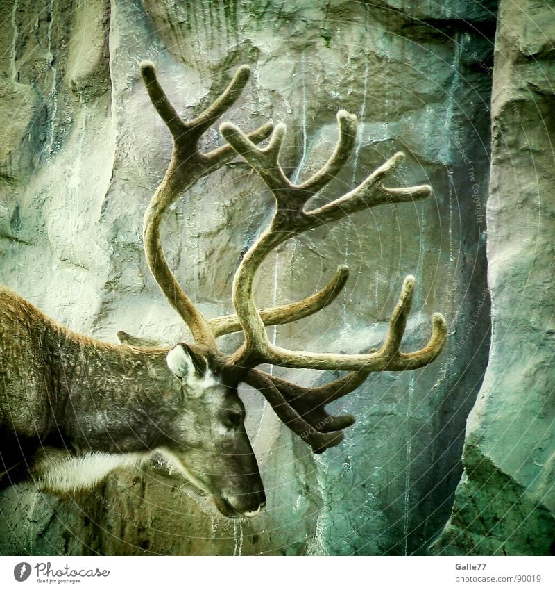 Stag-name-me! 100 bucks! Deer Ruminant Antlers Masculine Animal Silhouette Elk Relief Mammal fur dress conical Looking Profile Power Wild animal