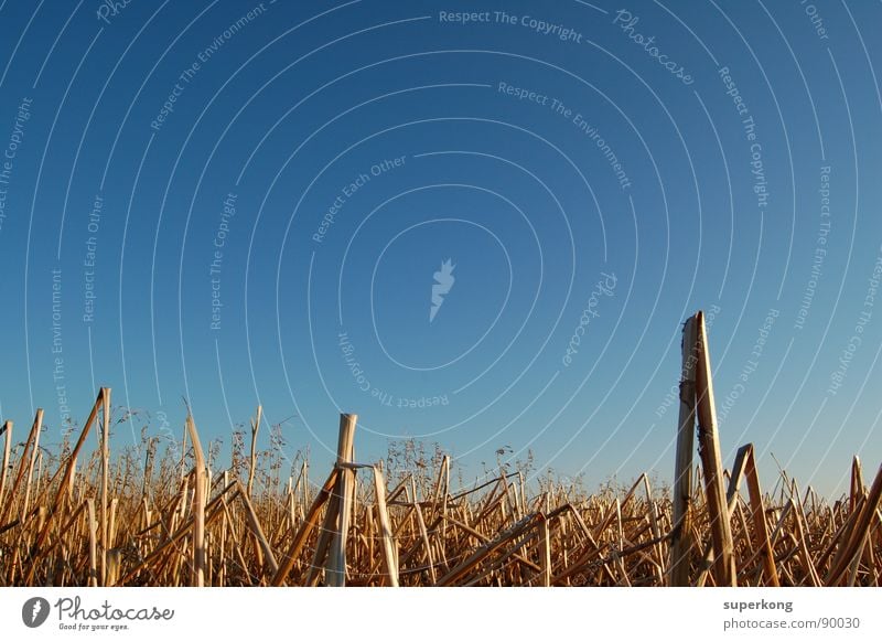 sky Wheatfield Drought Field Vantage point Summer Nature Sky Blue