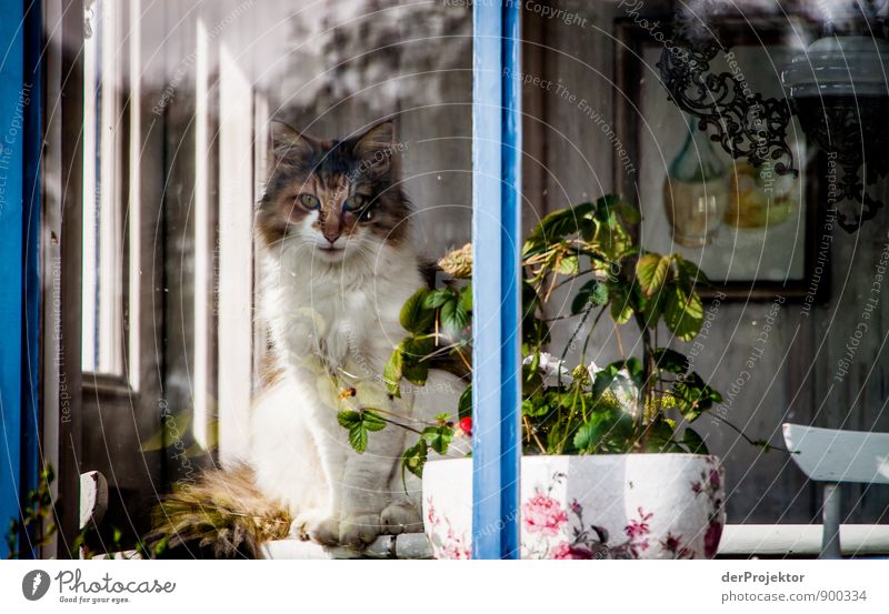 Cat at the window in Sweden Environment Animal Fishing village House (Residential Structure) Dream house Window Pet 1 Emotions Moody Joy Contentment Brave