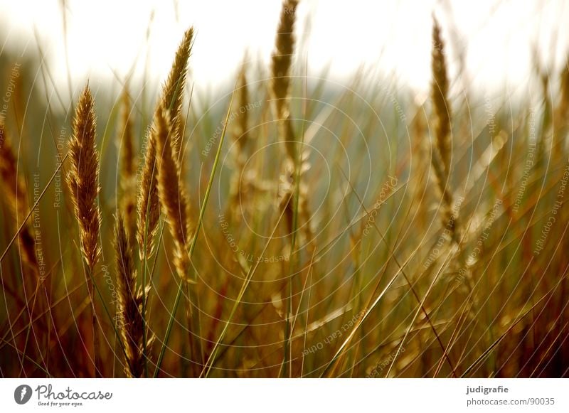 Grass again Yellow Stalk Blade of grass Ear of corn Glittering Beautiful Soft Hissing Meadow Delicate Flexible Sensitive Pennate Back-light Summer Beach Coast