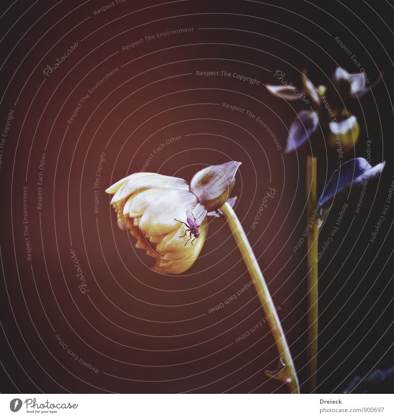 flower fly Environment Nature Plant Flower Blossom Foliage plant Fly Yellow Gold Green Violet Black Colour photo Exterior shot Contrast Shallow depth of field