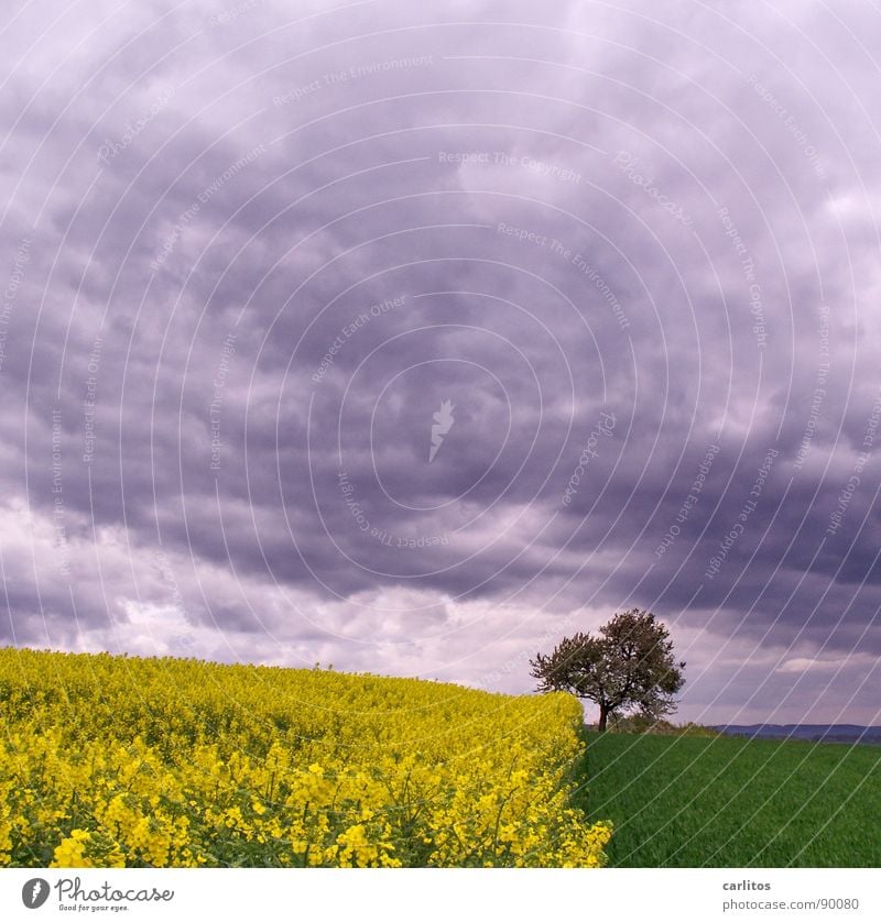 Right on trend ... Tripartite division Canola Field Tree Blossom Spring Clouds Yellow Green Geometry Landscape southern Lower Saxony