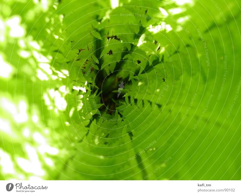 fern Green Spring Plant Fresh Tunnel Pteridopsida Circle Macro (Extreme close-up)