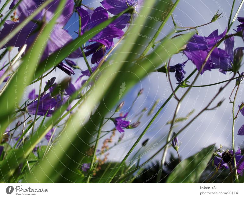 Bells in the wind Flower Meadow Summer Green Violet Grass Wind Nature Americas