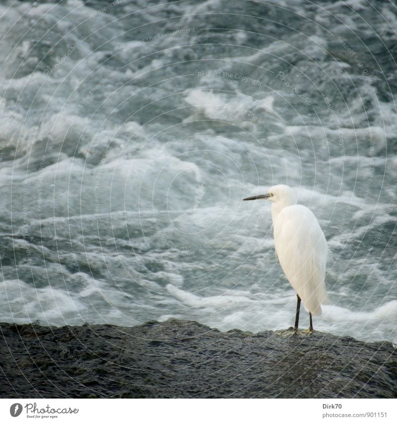 Patience. Waiting for prey. Nature Waves Coast River buttocks Foam White crest Animal Wild animal Bird Heron Little Egret 1 Hunting Looking Stand Bright Cold