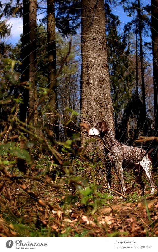 bummer Dog Forest Green Brown Hound Stick out Camouflage Mammal Shabby short-haired Germany watch Hunting Nerviness Looking pointer