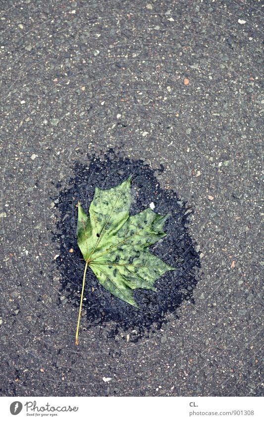 autumn flat Environment Nature Autumn Bad weather Leaf Street Gloomy Gray Green Transience Change Level Autumnal weather Autumn leaves Asphalt Colour photo