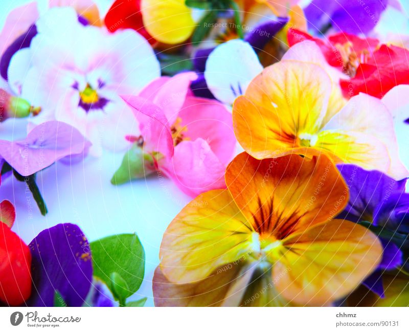 little flowers Flower Blossom Multicoloured Spring Decoration Violet Pink Pansy Gaudy Flowers. blossom Pollen Orange Pistil