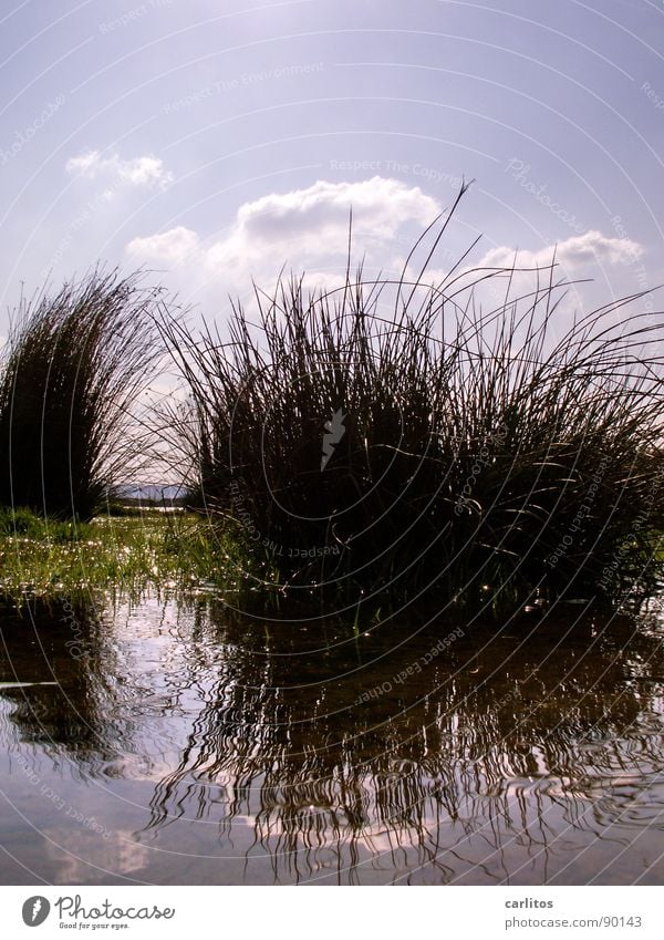 I still have one ... Gravel pit Reflection Common Reed 2 Spring Clouds Wet Groundwater Weather reed grass tufts Double exposure Water wet shoes